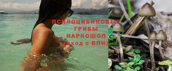 индика Богородицк